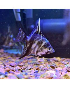 Marble Angelfish