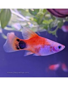 Mickey Mouse Platy (Asia Pacific)