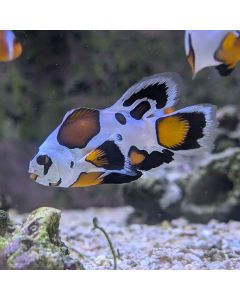 Mocha Storm Longfin Clownfish