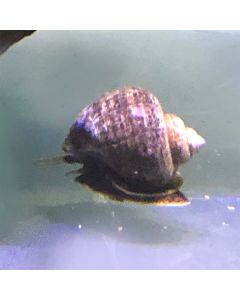 Mystery Snail - Black