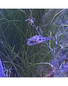 Pea Puffer / Dwarf Puffer