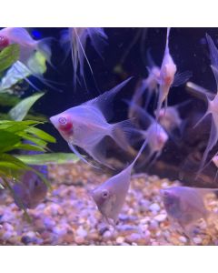 Pink Albino Angelfish