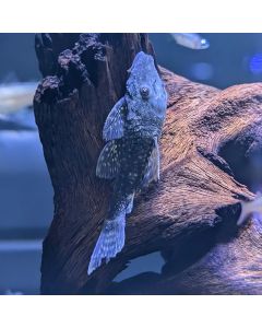 Black Bristlenose Pleco (L183)