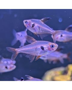 Red Phantom Tetra