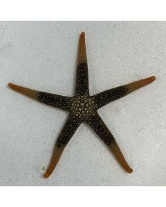 Orange Mesh Sea Star