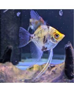 Red Devil Angelfish