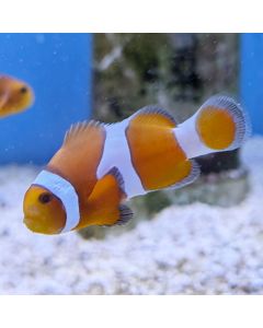 Tangerine Albino Clownfish