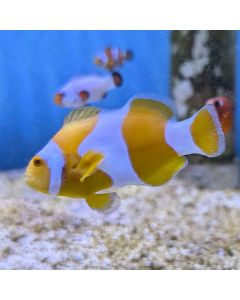 Tangerine Percula Clownfish