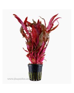Tropica Alternanthera reineckii (Pink) Potted Plant