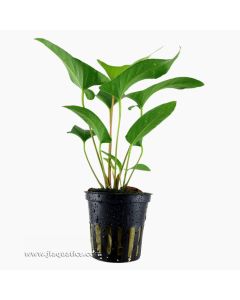 Tropica Anubias gracilis Potted Plant