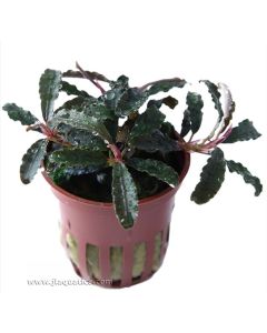 Tropica Bucephalandra (Kedagang) Potted Plant