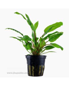 Tropica Cryptocoryne wendtii (Green) Potted Plant