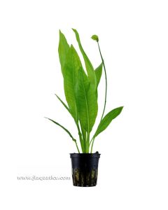 Tropica Echinodorus grisebachii (Bleherae) Potted Plant
