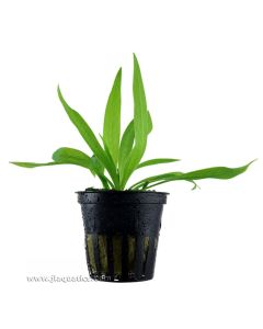 Tropica Helanthium bolivianum (Quadricostatus) Potted Plant