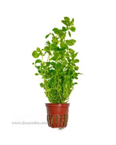 Tropica Ludwigia palustris (Green) Potted Plant
