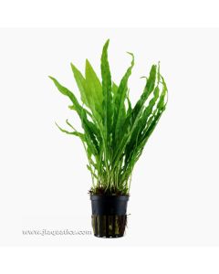 Tropica Microsorum pteropus Potted Plant