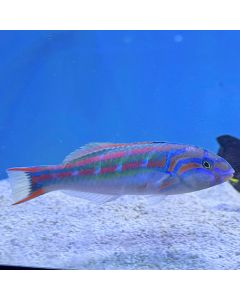 5 Stripe Wrasse