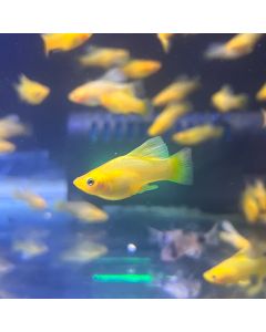 Yellow Banana Platy