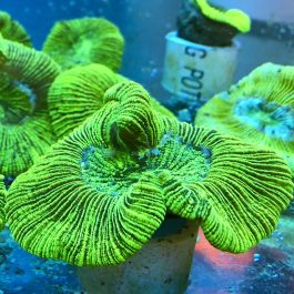 Brain Coral - Trachyphyllia