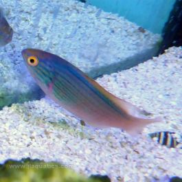 Lineatus Fairy Wrasse (South Pacific)