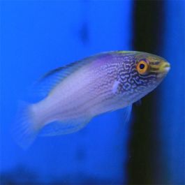 Rhomboid (Female) Fairy Wrasse (South Pacific)