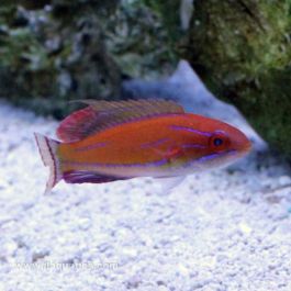 McCosker's Flasher Wrasse (Asia Pacific)