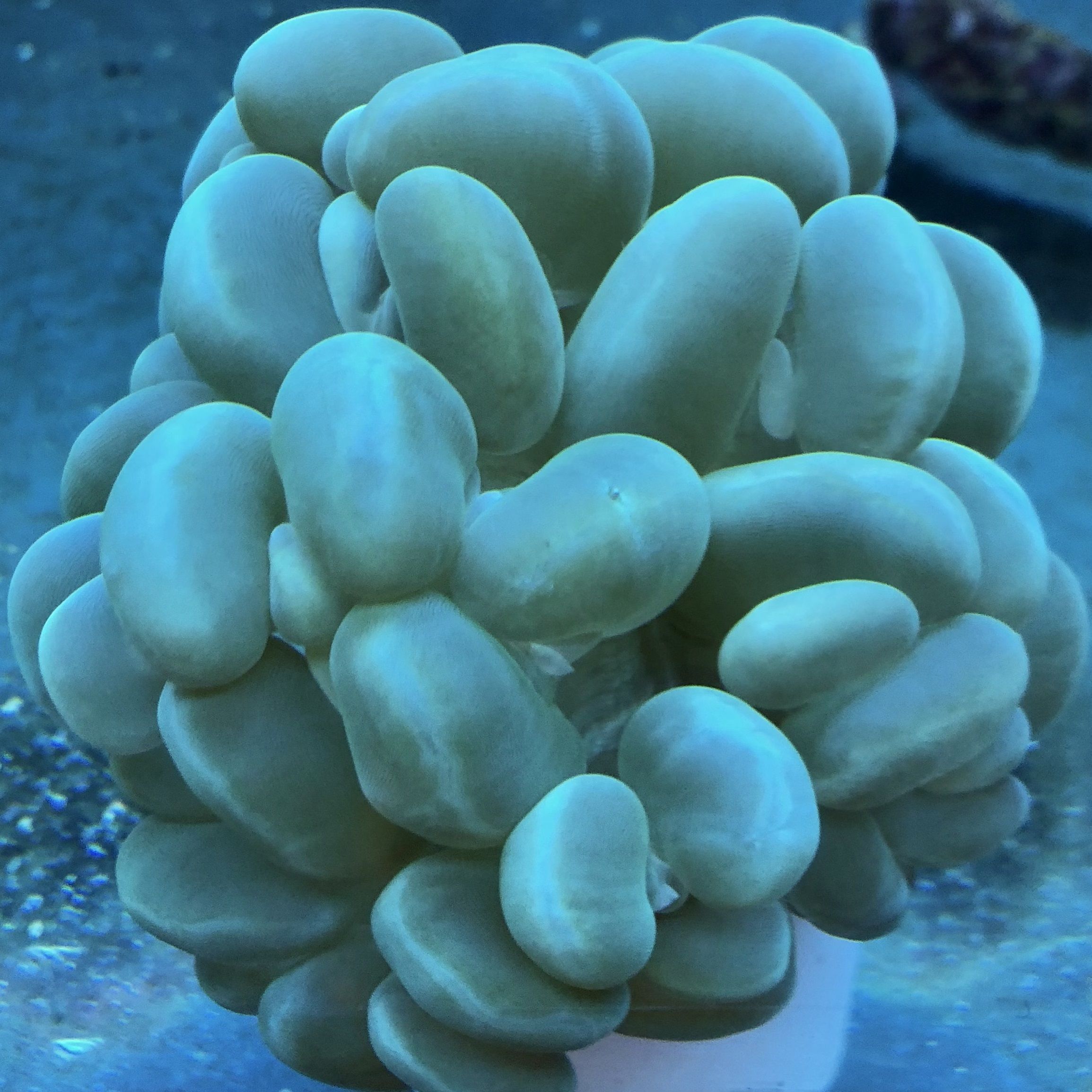 Birdsnest Coral Specimen – Found Furnishings