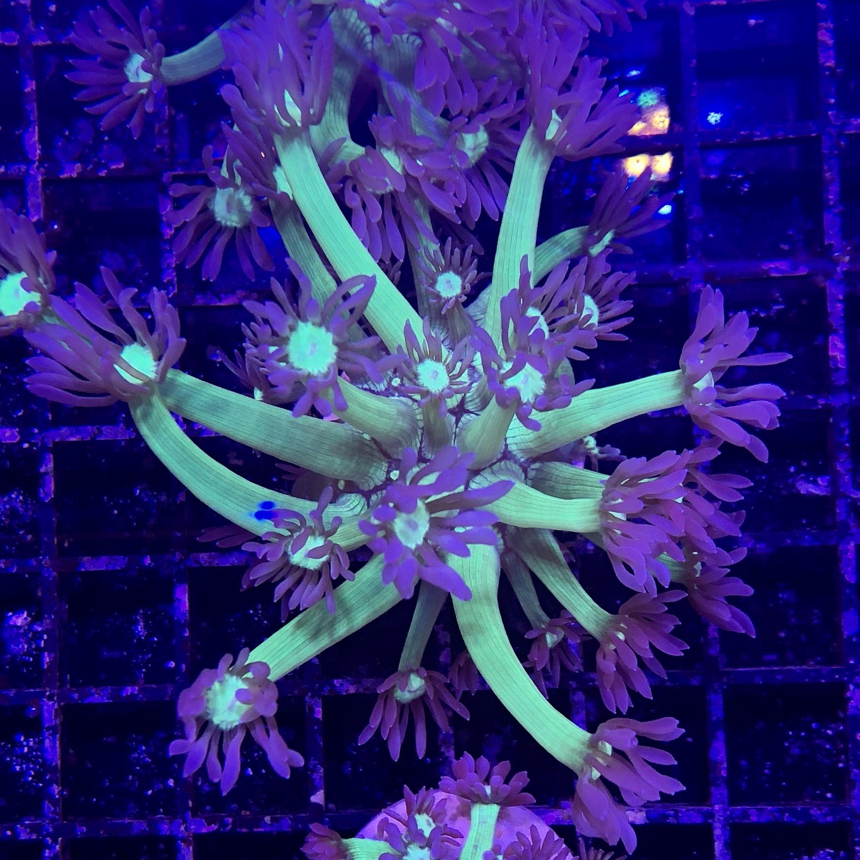 Tall Stony Coral Specimen – Interior Living Group