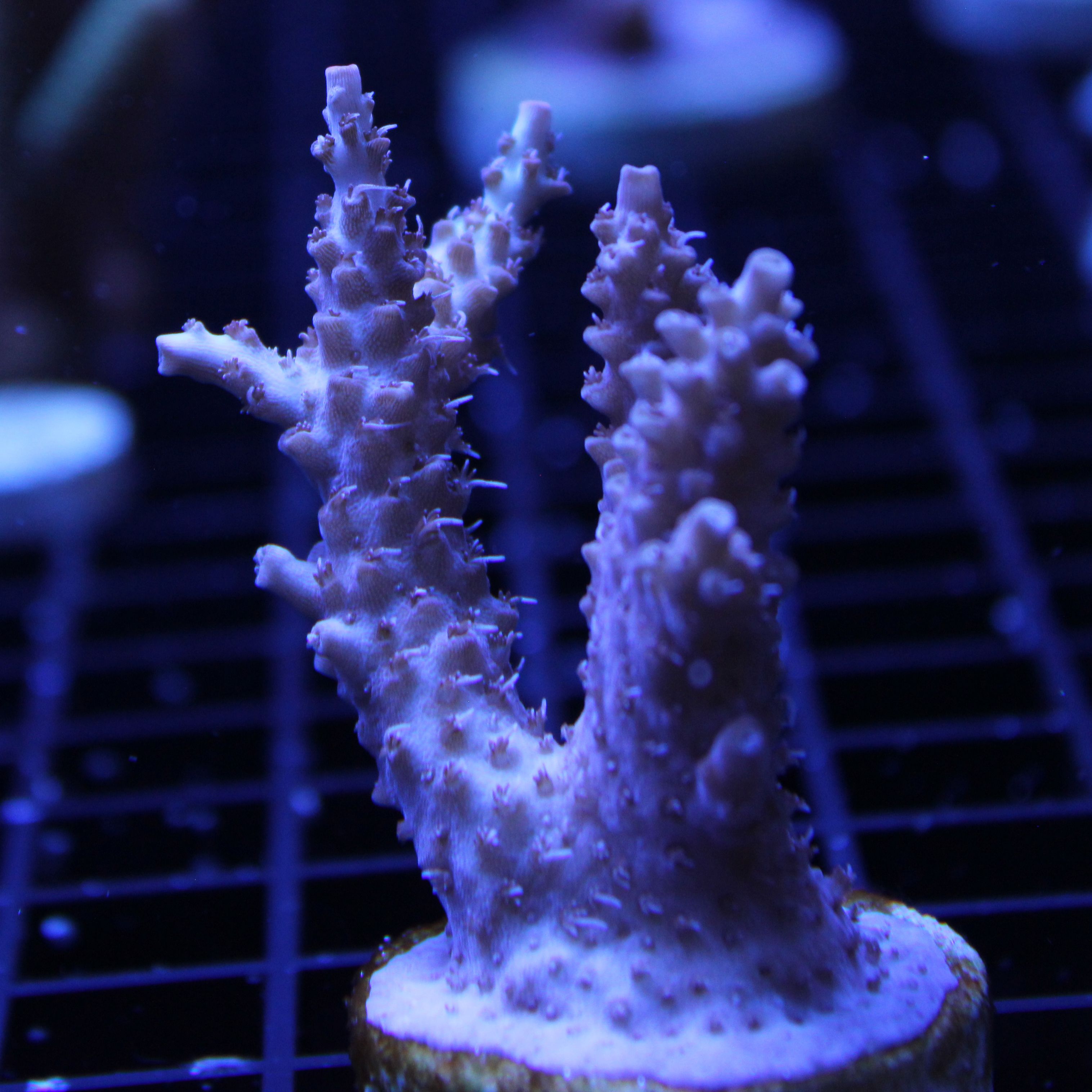 The secret to keeping Acropora and SPS - Frag Box Corals