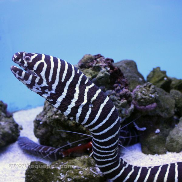 Zebra store eel care