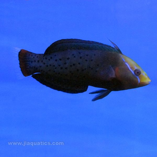 Red coris best sale wrasse care